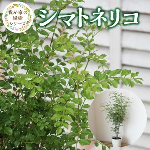 チーム田主丸『我が家の緑樹』シリーズ 【シマトネリコ】_シマトネリコ 鉢径 7号 高さ 約100cm チーム田主丸 緑のある暮らし 我が家の緑樹 シリーズ 鉢入り 庭植え 鉢植え 存在感 シンボルツリー 常緑樹 人気 植物 お取り寄せ 福岡県 久留米市 インテリア 送料無料 〔Hf021〕