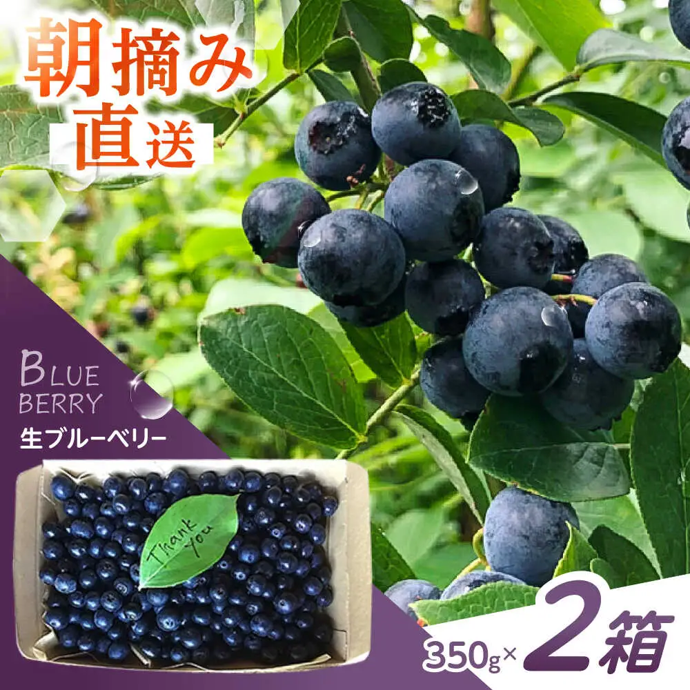 ※【2026年7月下旬より順次発送／先行予約】朝摘みブルーベリー 350g×2箱 / ブルーベリー 生 ジュース 摘みたて フレッシュ フルーツ / 諫早市 / のんびり山  [AHBA001]
