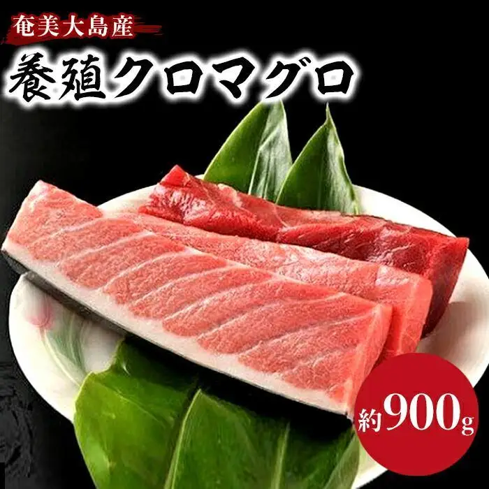 奄美大島産養殖クロマグロ 4柵セット 900g以上 大トロ 中トロ 赤身 冷凍 | 黒マグロ