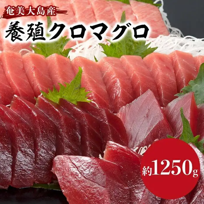 クロマグロ 黒マグロ 1,250g以上 まるごと満喫セット 奄美大島産養殖