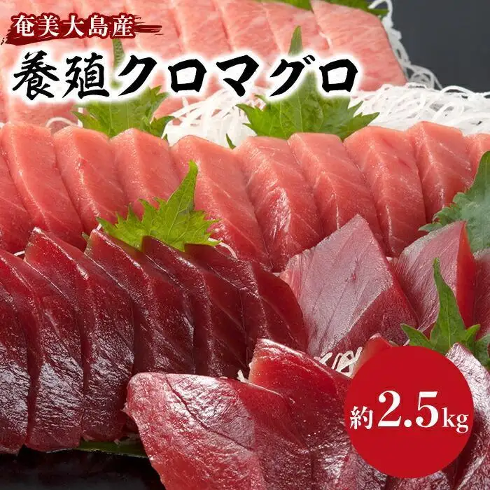 クロマグロ 黒マグロ 2.5kg以上 まるごと満喫セット 奄美大島産養殖