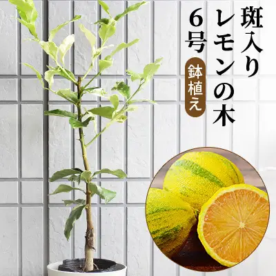 【2022年3月発送開始】斑入り レモンの木 ピンクレモネード 鉢植え 苗木 インテリア 6号 