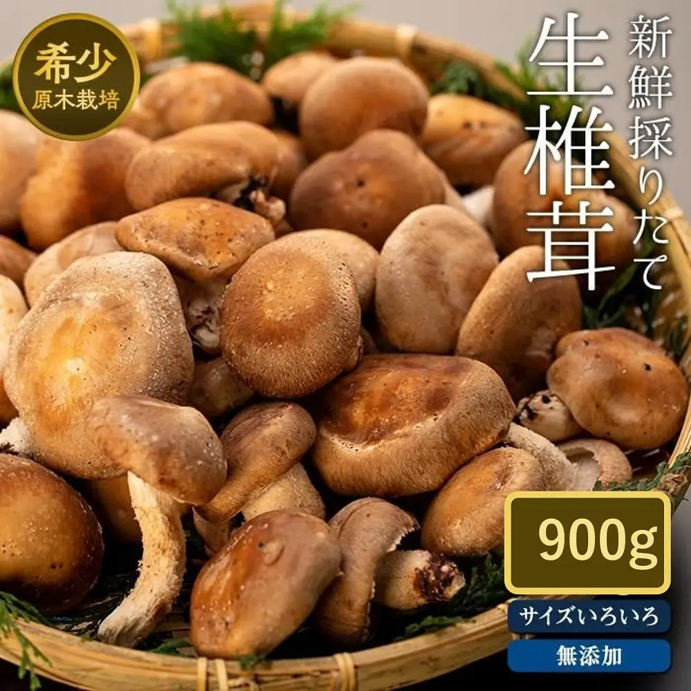 希少・原木栽培！屋久島産・新鮮採りたて生椎茸　900g（180g×5袋） | 椎茸