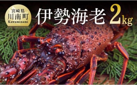 【担当者厳選！】伊勢海老2kg（2～8尾） 【 伊勢えび 魚介類 いせえび 海産物 宮崎県産 国産 伊勢海老 】