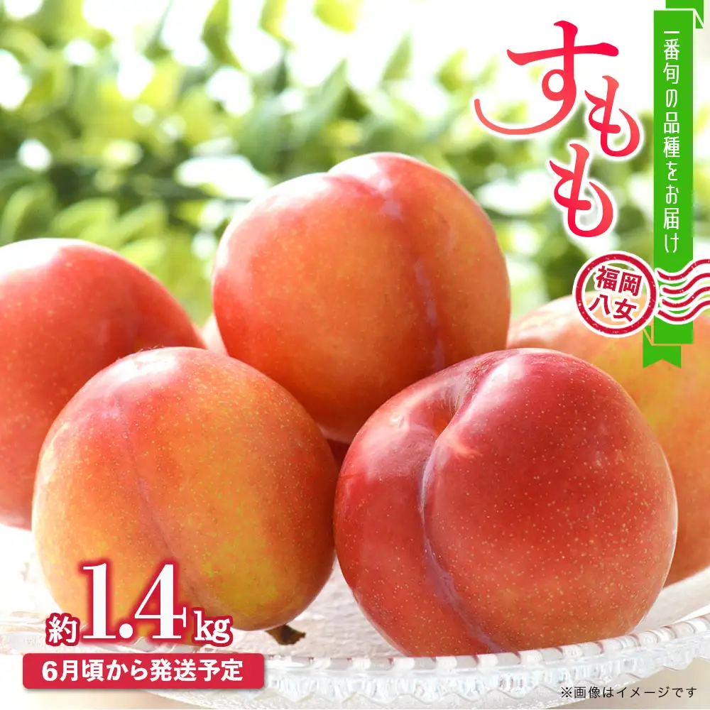 【2026年6月発送予定】九州・福岡フルーツ王国八女から直送！すもも約1.4kg｜＜配送不可：北海道・沖縄・離島＞ 数量限定 直送 1.4kg 旬 時期 すもも スモモ 果物 くだもの フルーツ デザート ジューシー 甘酸っぱい 家族団らん 冷蔵 九州 福岡県 八女市 072-163