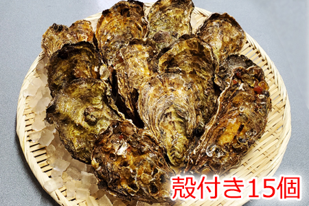 【2604-1261】通年販売 広島の極上ブランド 肉厚 かき小町 殻付15個 宮島 瀬戸 広島県産カキ