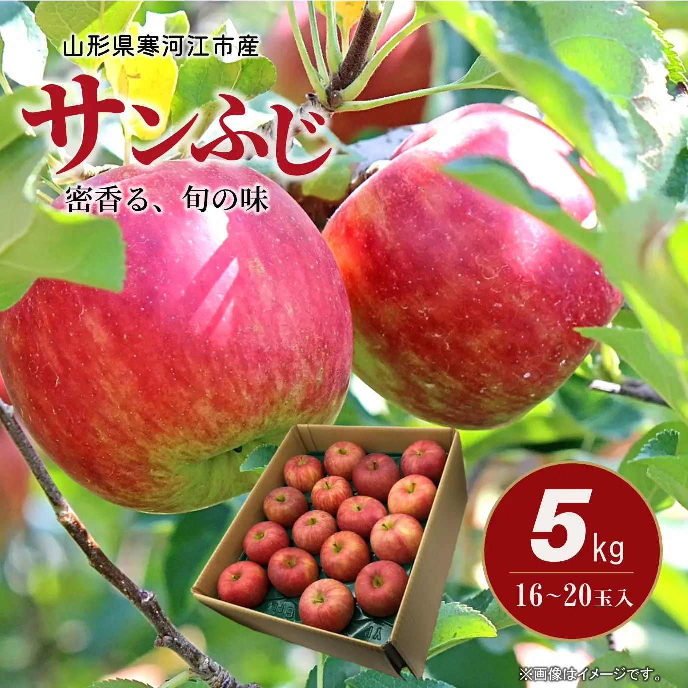 令和8年産 りんご サンふじ 5kg 秀品 山形県産 【2026年11月下旬頃から12月下旬頃発送予定】　 019-B-CS006