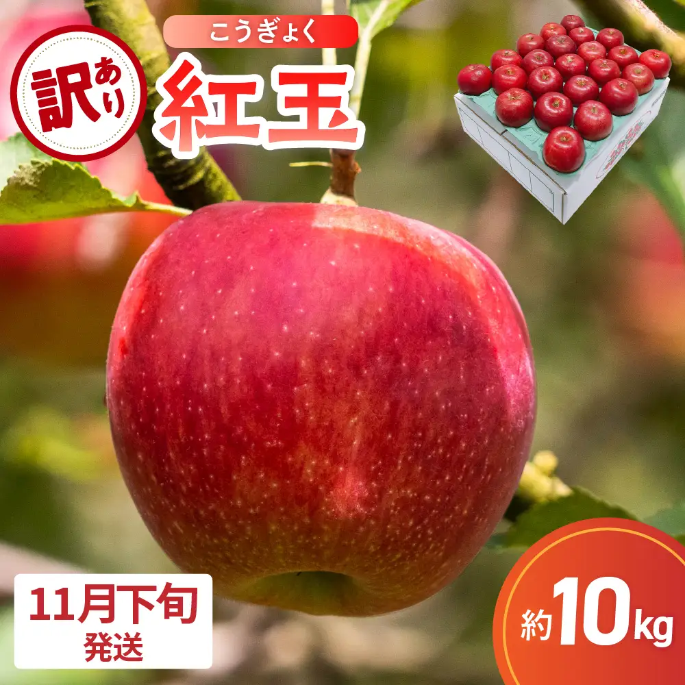 【2026年11月下旬発送】【訳あり】 りんご 10kg 紅玉 アップルパイ に最適 青森 不揃い