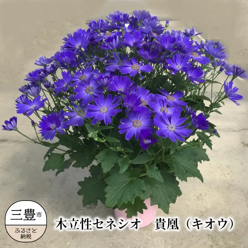 木立性セネシオ 貴凰(キオウ)【2022年1月～2月発送】