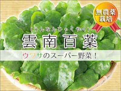 ※品切れ※【琉球マルシェ】雲南百薬 1kg　葉の厚さが違う！宮古島のミネラル土壌で育ちました
