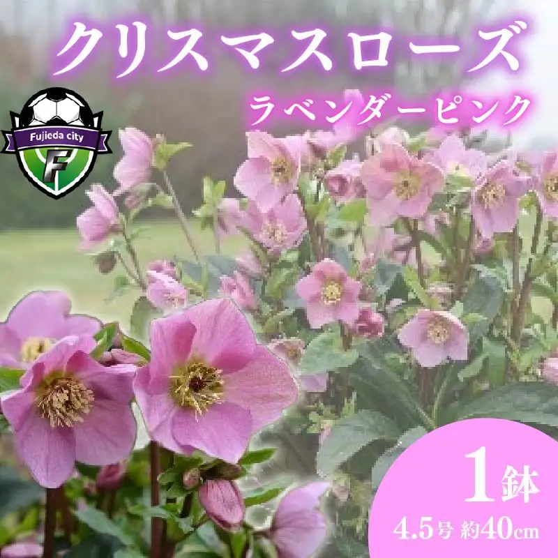 【 先行予約 ：2026年12月発送 】 花 クリスマスローズ ラベンダー ピンク 4.5号 花 花 オンライン決済限定