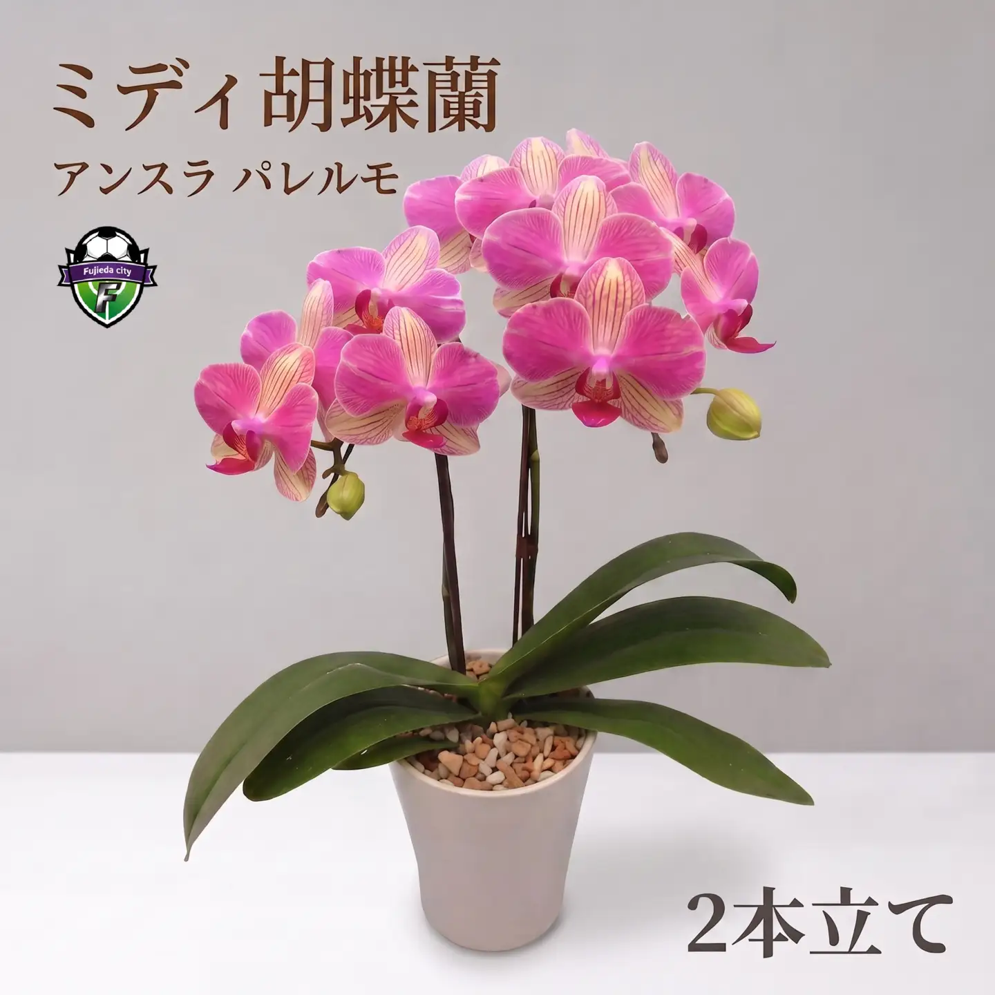 胡蝶蘭 アンスラ パレルモ 2本立 花 ミディ胡蝶蘭