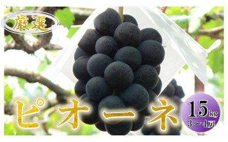 【2027年(令和9年)発送先行予約】来年発送！！ぶどう「ピオーネ」約1.5kg ALPAA018