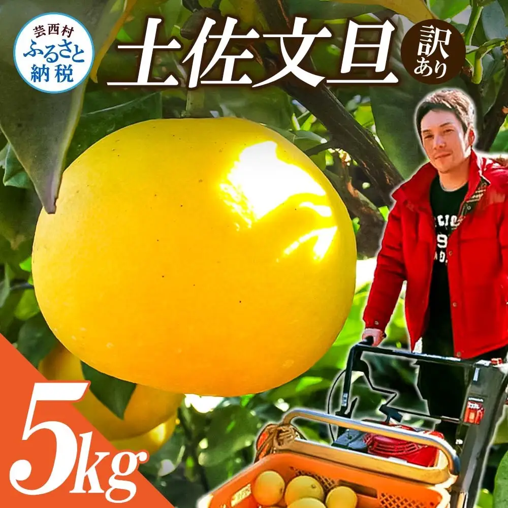 【先行予約】訳あり 土佐文旦 5kg 高知県産 【文旦】