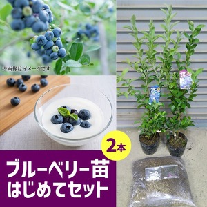 ブルーベリー苗2本 はじめてセット_ブルーベリー 苗木 2年生 苗 2本
