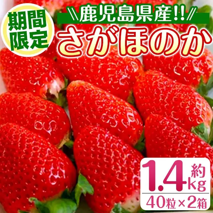 i109 ＜先行予約受付中！2027年1月中旬以降順次発送予定＞＜ギフト用・数量限定＞鹿児島県産イチゴ(計約1.4kg・40粒×2箱) イチゴ 苺 さがほのか 果物 くだもの フルーツ 旬 九州産 プレゼント ギフト 贈り物 お土産 【JA鹿児島いずみ(果実課)】