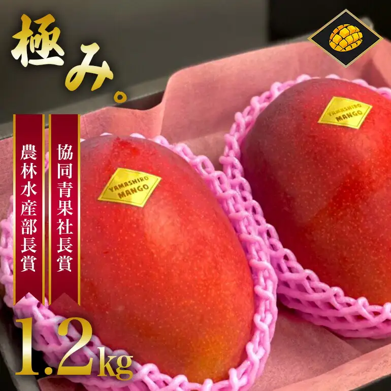 【 先行予約 2025年 発送 】 沖縄県産 マンゴー『極み。』 大玉 1.2kg 山城マンゴー屋 アップルマンゴー アーウィンマンゴー 国産 完熟マンゴー 果物 南国 くだもの フルーツ 完熟 夏 旬 沖縄 お取り寄せ 産地直送 農家直送 甘い 濃厚 糸満市 102-5
