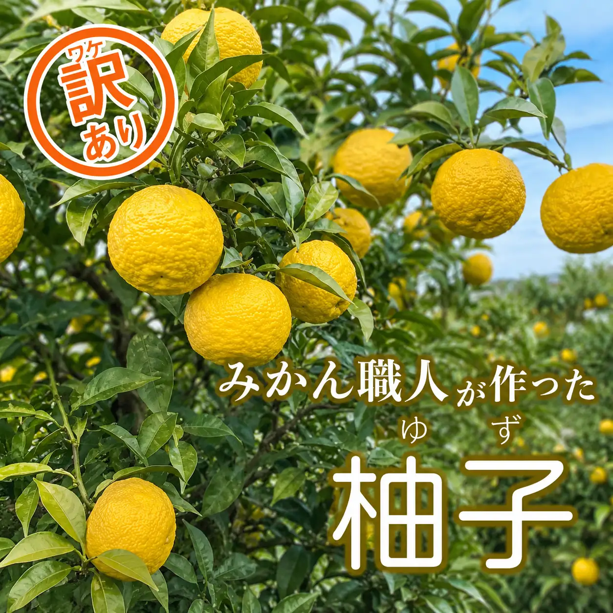 先行予約 【訳あり】柚子 5kg 訳あり ゆず 柚子 訳あり 柑橘 果物 訳あり 国産 ゆず 柚子 訳あり フルーツ 有名 訳あり 愛媛 ゆず 訳あり 柚子 みかん 訳あり 職人 武田屋 訳あり 蜜柑 ゆず 柚子 ブランド 大小 ミックス サイズ ゆず 柚子 愛媛県産 果実 ビタミン ゆず 柚子 美味しい 生産者 直送 産直 みかん職人武田屋