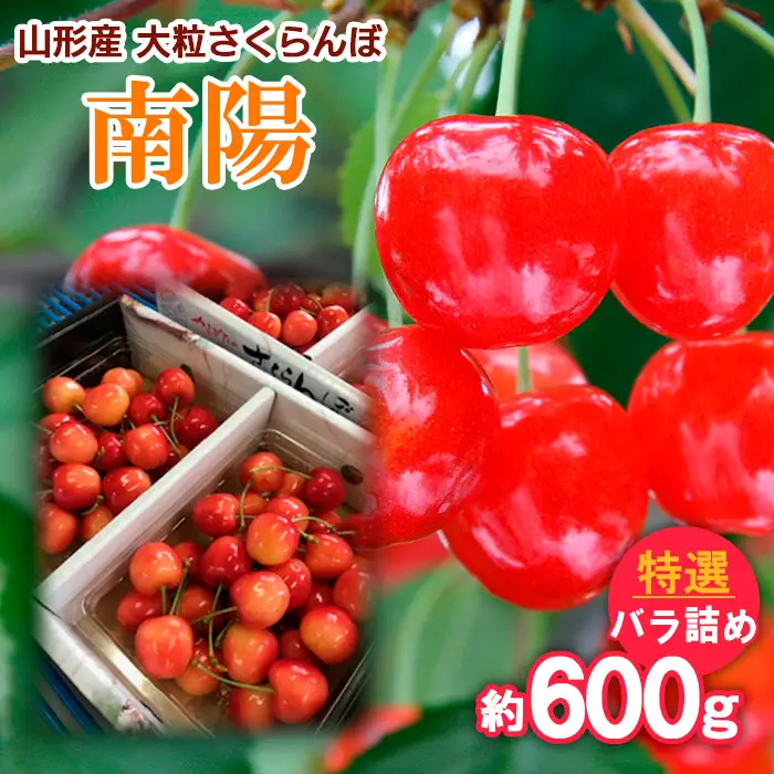 山形産 大粒さくらんぼ 南陽 特選 バラ詰め 約600g 【令和9年産先行予約】FS25-712 くだもの 果物 フルーツ 山形 山形県 山形市 2027年産
