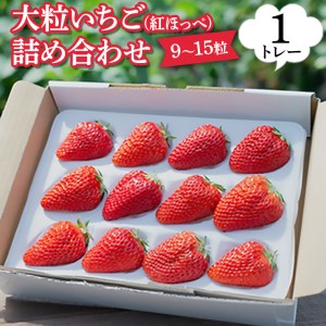 紅ほっぺ いちご 詰合せ デラックス (大粒いちご9～15粒入り)×1トレー【令和3年12月中旬より順次発送】