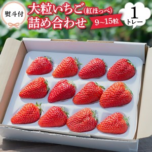 ＜熨斗付＞ 紅ほっぺ いちご 詰合せ デラックス (大粒いちご9～15粒入り)×1トレー【令和3年12月中旬より順次発送】