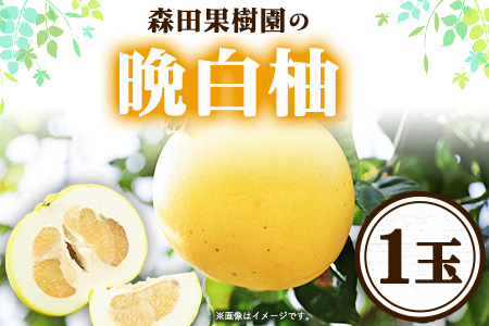 森田果樹園の晩白柚 1玉 森田果樹園《12月中旬-2月末頃出荷》果物 フルーツ サボン 熊本
