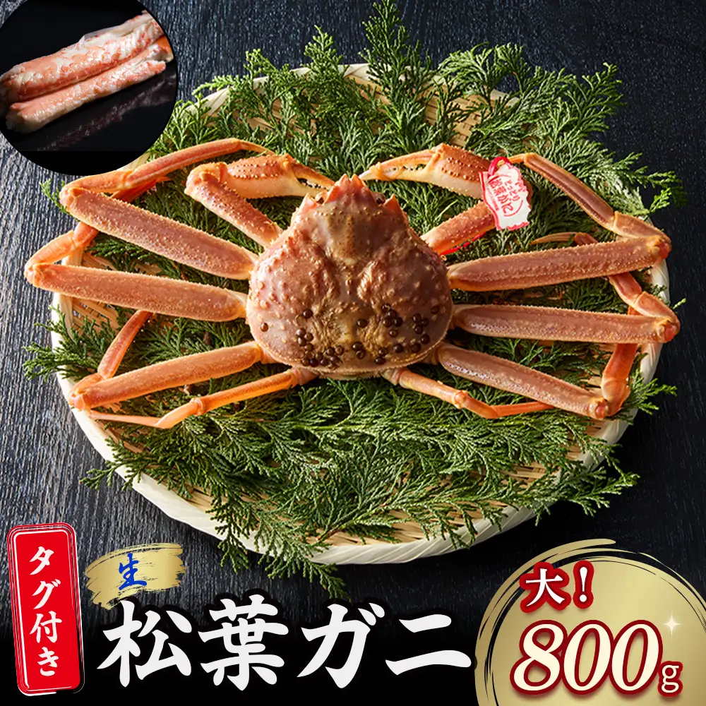 【先行予約】【魚倉】タグ付き 生松葉ガニ（大800g） 松葉ガニ
