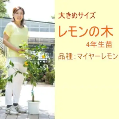 鉢植え レモンの木 4年生 苗 1本 大きめサイズ 鉢植え