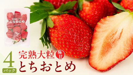 《 2027年 収穫分 》 完熟 とちおとめ 260g×4パック KEK 国産 いちご イチゴ 苺 くだもの 果物 フルーツ 冬 春 旬 [BC006sa]