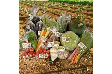 季節野菜の詰め合わせセット 旬野菜 | 野菜 健康 旬の詰め合わせ  大分県産 九州産 中津市 国産 送料無料