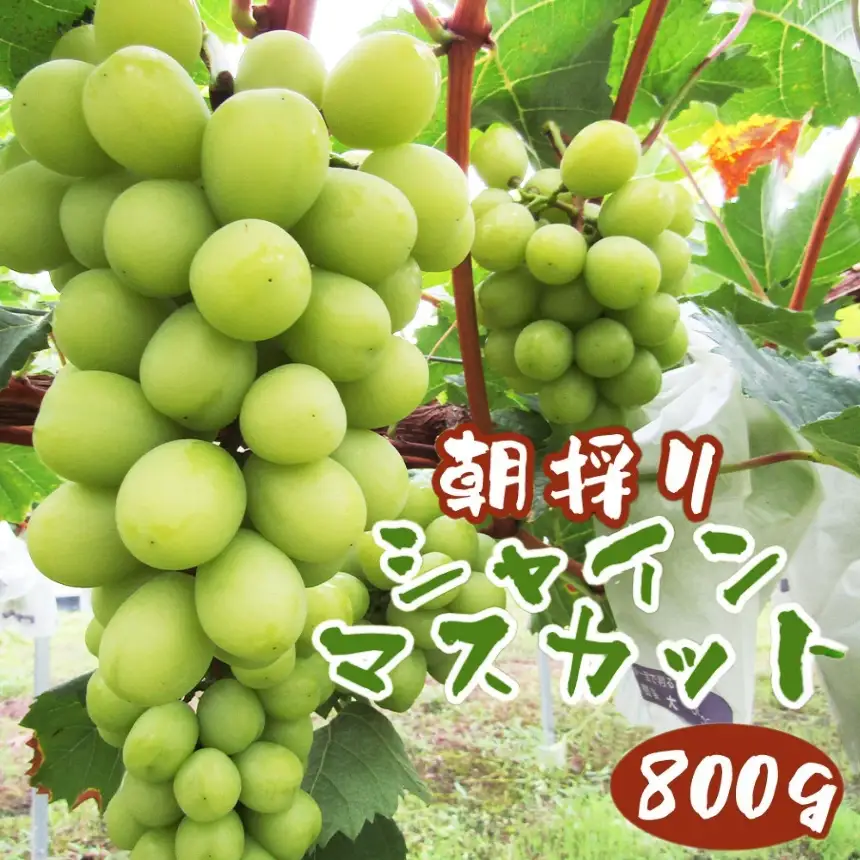 【数量限定】中津市産ぶどう シャインマスカット 約800g | フルーツ 果物 くだもの ぶどう ブドウ 葡萄 マスカット 国産 産地直送 おきだいふぁーむ ぶどう園 大分県 中津市