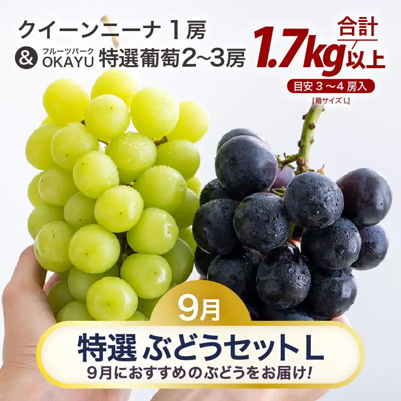 【先行予約】9月特選 ぶどうセットL 1.7kg以上（3～4房）／ 葡萄 クイーンニーナ 品種 おまかせ あわら 農家おすすめ ※2026年9月より順次発送 [aw007-b003]