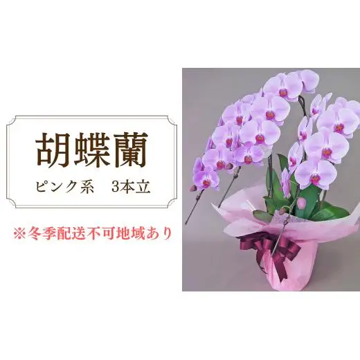 胡蝶蘭　ピンク系　3本立