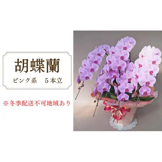 胡蝶蘭　ピンク系　5本立