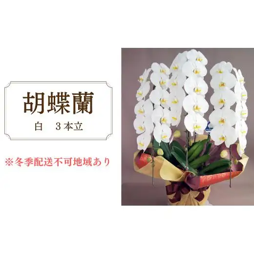胡蝶蘭　白　3本立