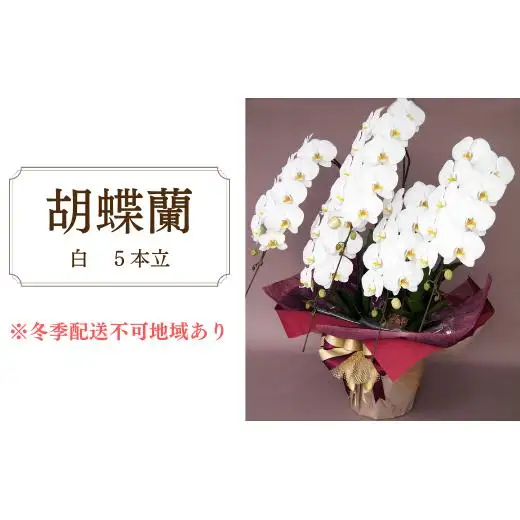 胡蝶蘭　白　5本立