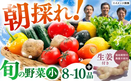土佐の太陽をいっぱいに浴びた旬の野菜生姜約100gのセット「小」【土佐野菜】 [ATBA003]スピード 最短 最速 発送 春 春野菜 旬野菜 野菜詰め合わせ
