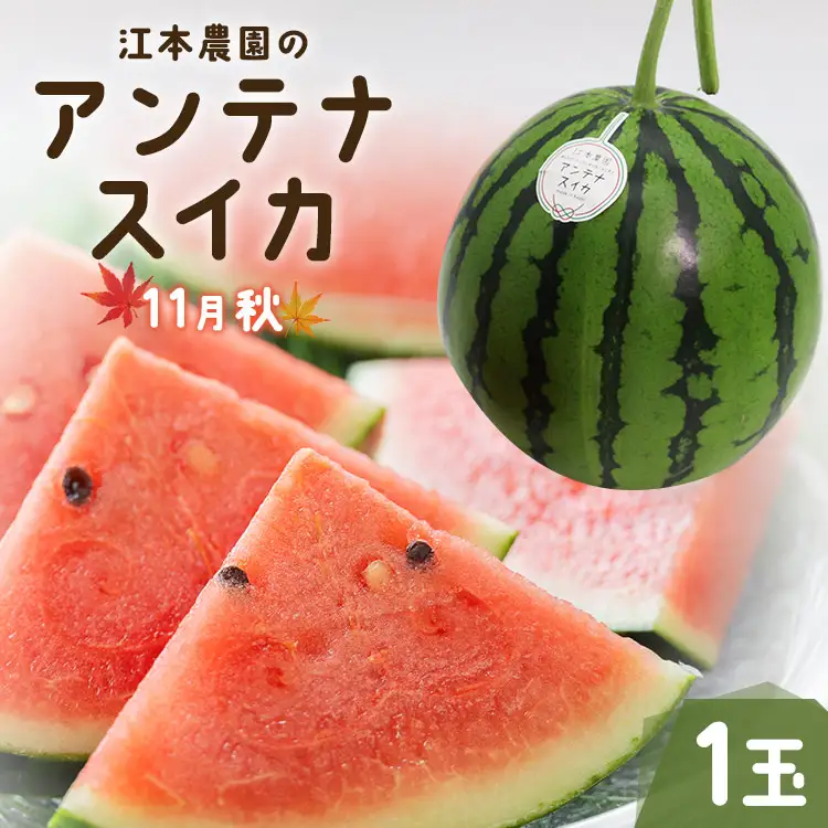 【江本農園のスイカ】アンテナスイカ 1玉 【先行受付】 em-0017