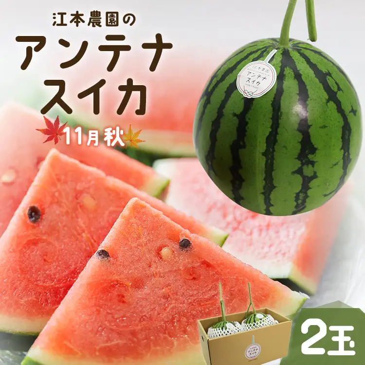 【江本農園のスイカ】アンテナスイカ 2玉 【先行受付】 em-0018