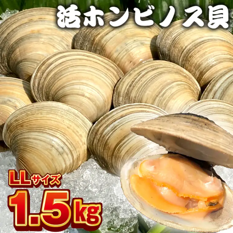 漁師直送！活ホンビノス貝1.5kg（LLサイズ）