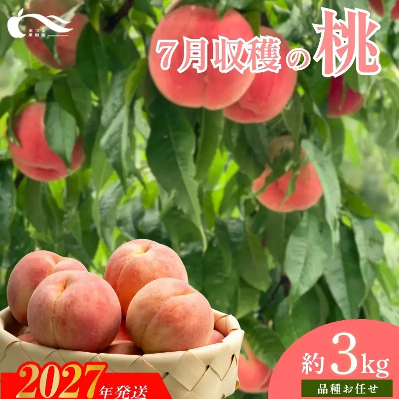 もも　7月収穫の桃　品種お任せ　約3kg【2027年発送】No.1759