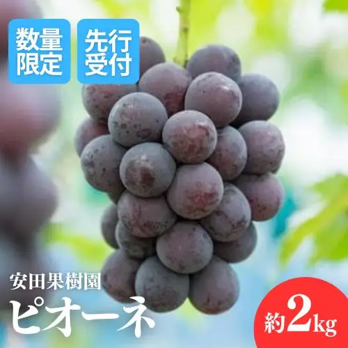 No.1801ぶどう　ピオーネ約2kg【2026年発送】