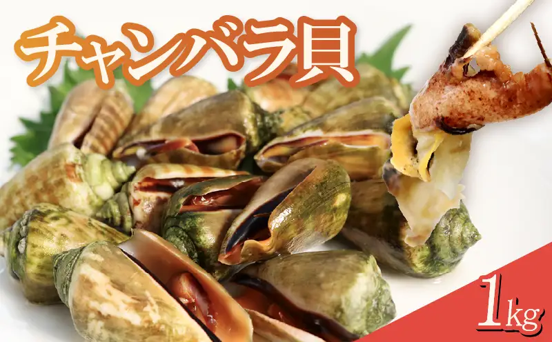 チャンバラ貝 1kg 貝