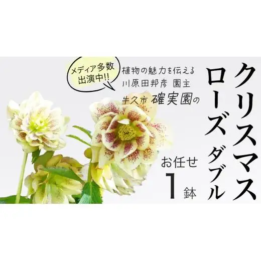《 先行予約 》【 確実園 オリジナル 】 クリスマスローズ ダブル （おまかせ1点）