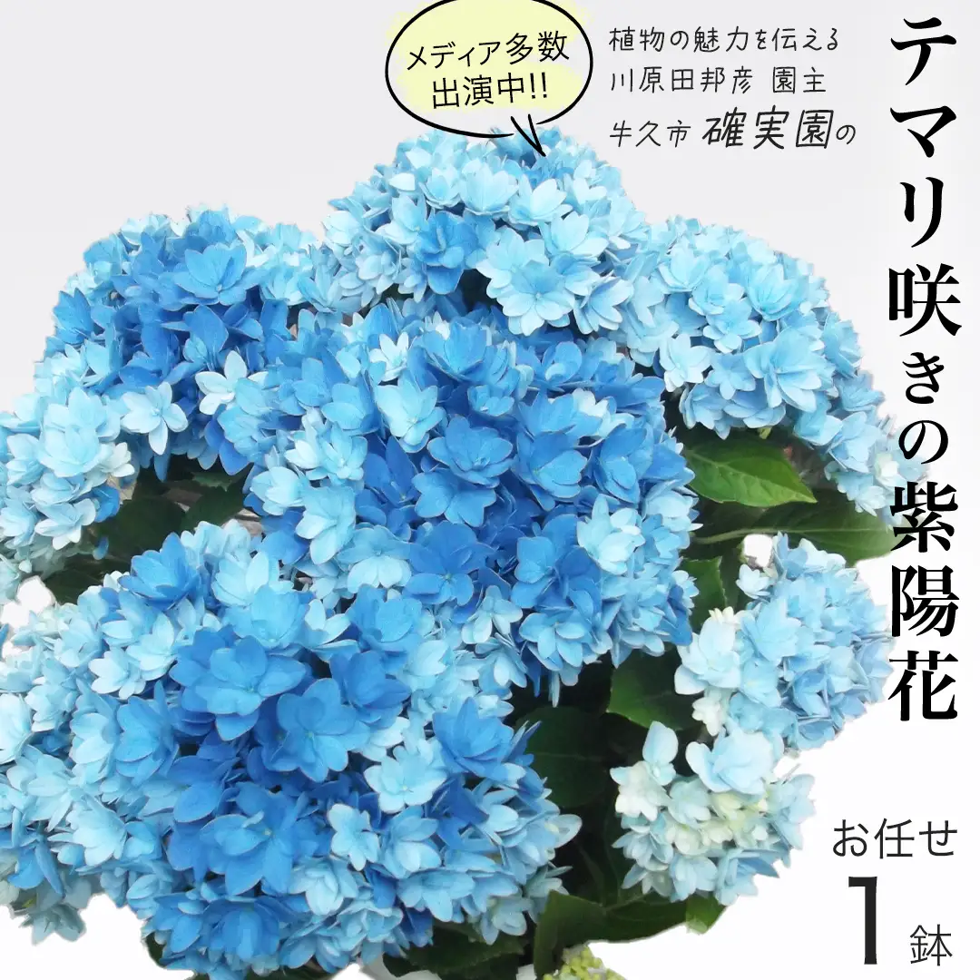 ≪先行予約≫ アジサイ テマリ咲き【 おまかせ 1点 】 【2027年4月上旬頃より発送開始】
