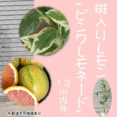 鉢植え レモンの木 斑入り ピンクレモネード 鉢植え