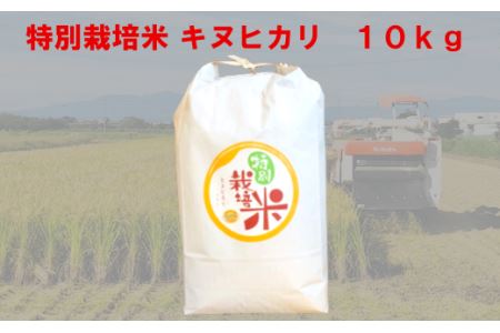 特別栽培米　キヌヒカリ　10kg　【11218-0221】