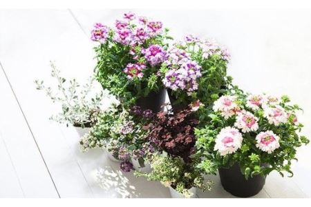 ＜6か月定期便＞花のある暮らしで心もハッピー。季節の寄せ植え6ヵ月コース　【11218-0061】