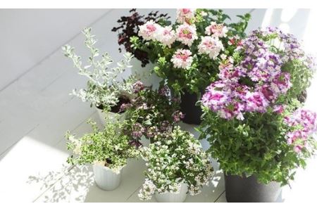 ＜10カ月定期便＞花のある暮らしで心もハッピー。季節の寄せ植え10ヵ月コース　【11218-0062】