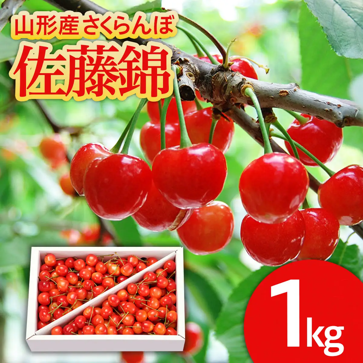 山形のさくらんぼ 佐藤錦 1kg Lサイズ以上 バラ詰 【令和9年産先行予約】FS25-513